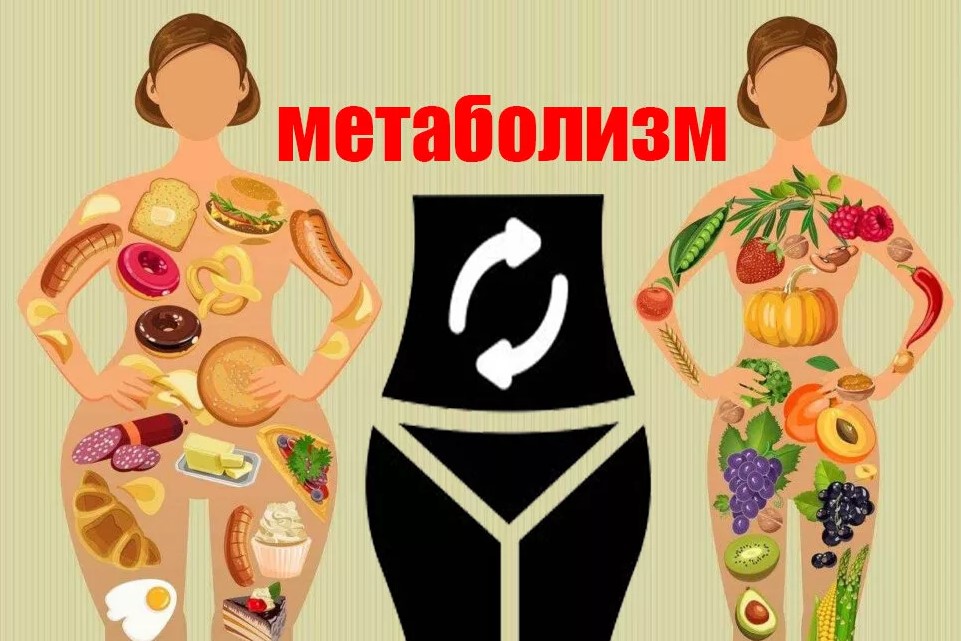 Определение понятия метаболизм