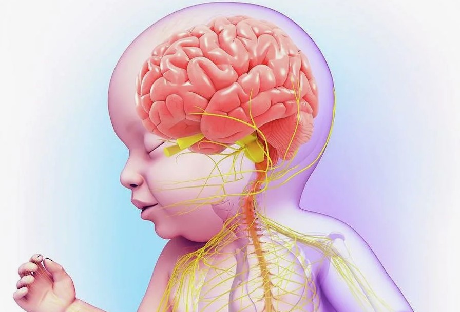 Роль раннего детства в развитии мозга